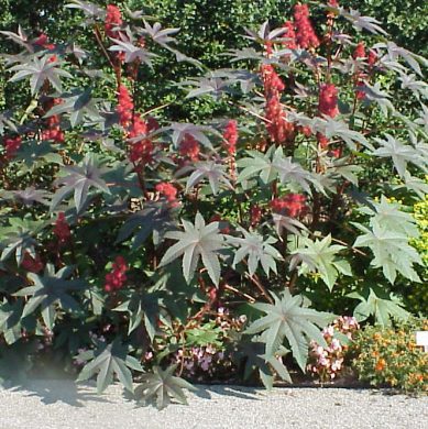 Poisonous Plants 7 Castor Oil Tree 2