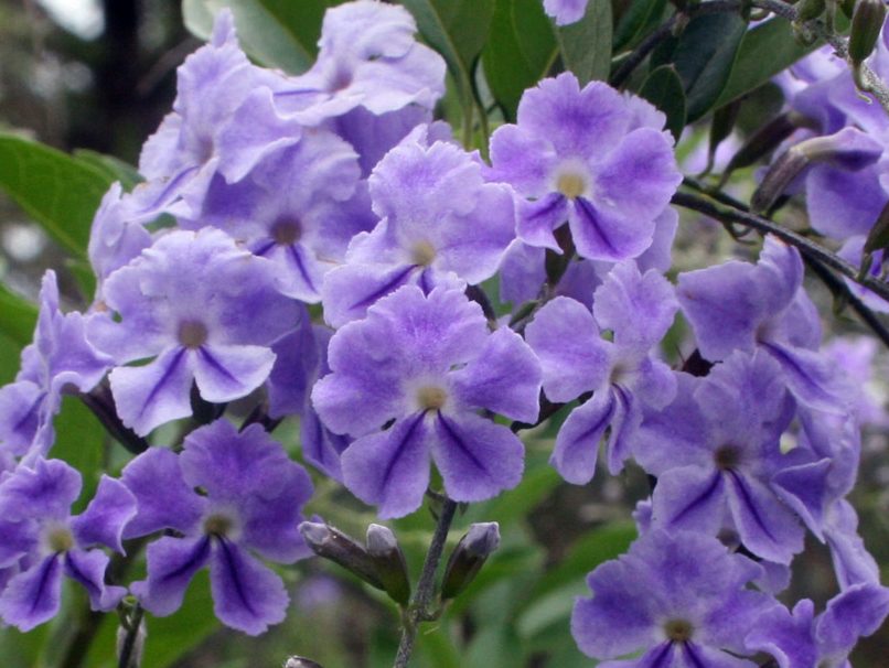 Poisonous Plants 6 Duranta erecta
