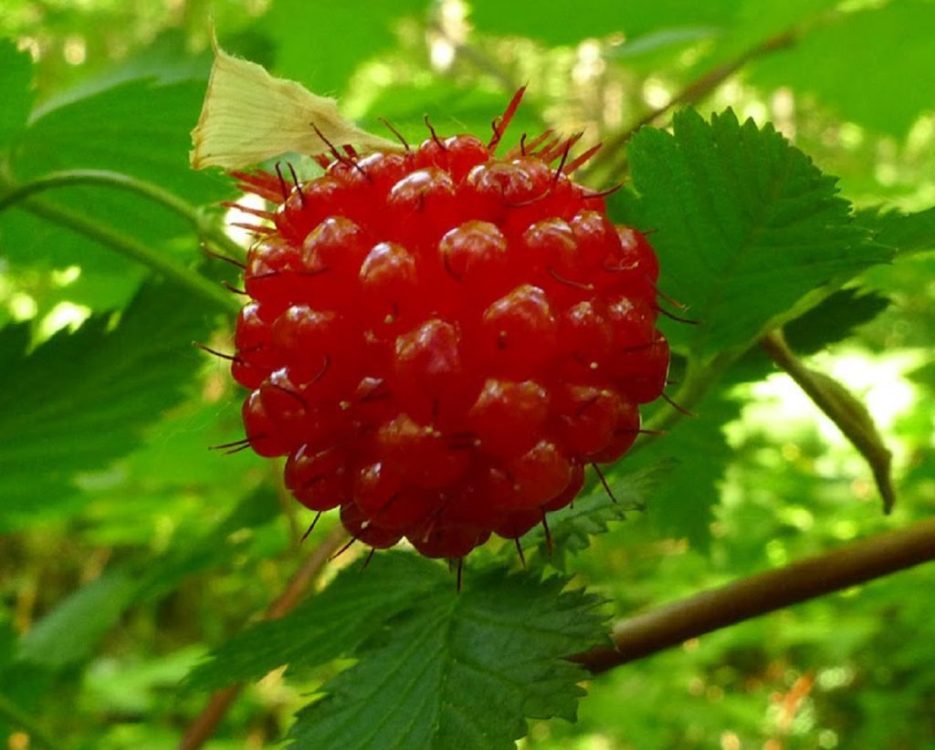 Poisonous Plants 4 Edible Wild Fruit 1
