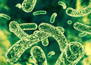 Bacterial Infections 1 Pic of Bacteria