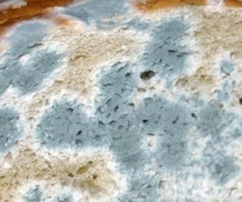 Bacterial Infections 3 Mould on Bread