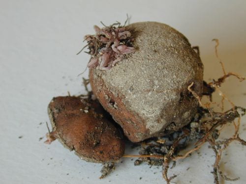 Poisonous Plants 2 Poisonous Cyclamen Tuber