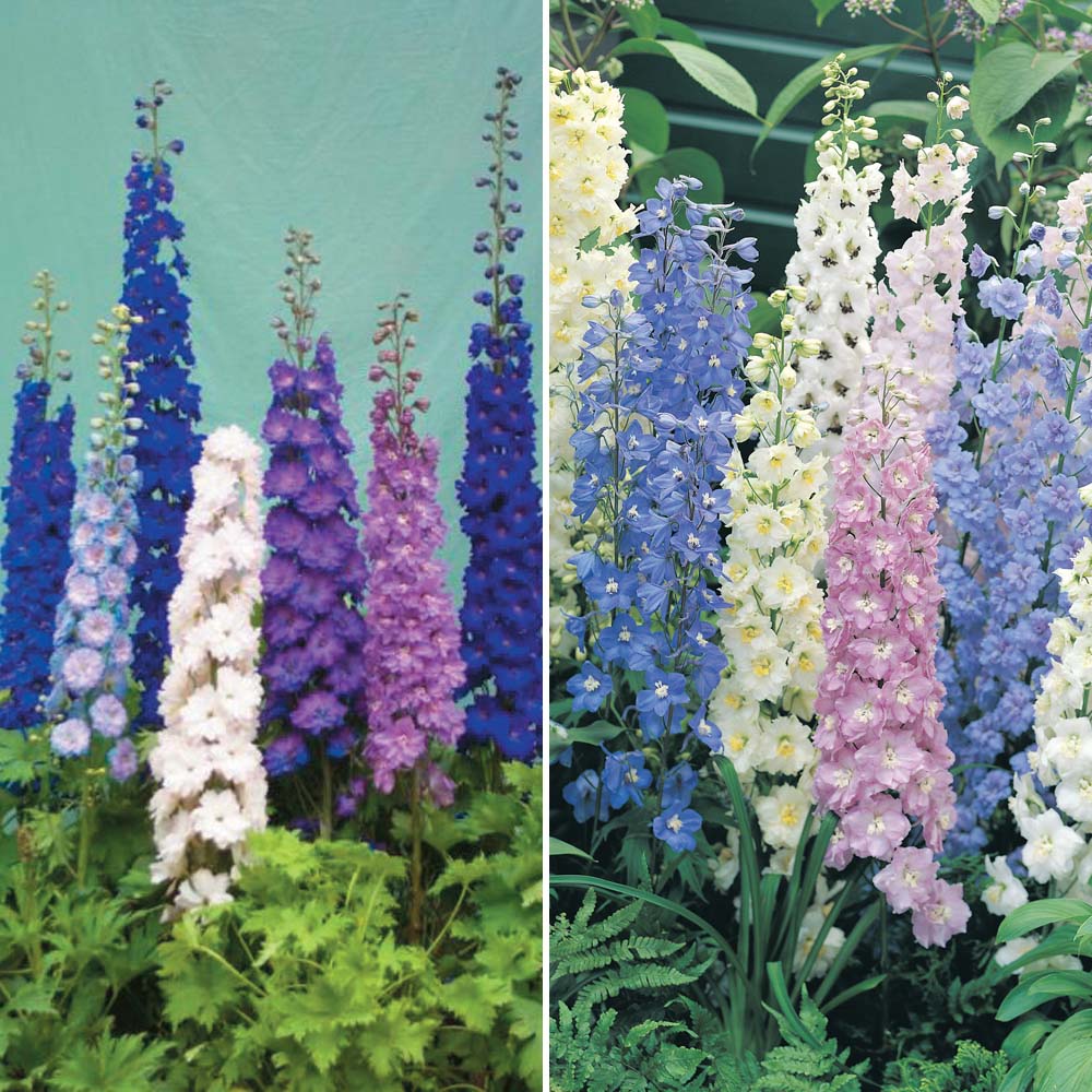 Poisonous Plants 3 delphimium 2