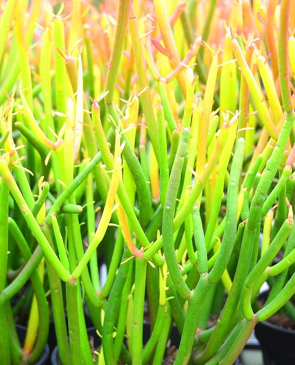 Poisonous Plants 12 euphorbia tirucalli firesticks