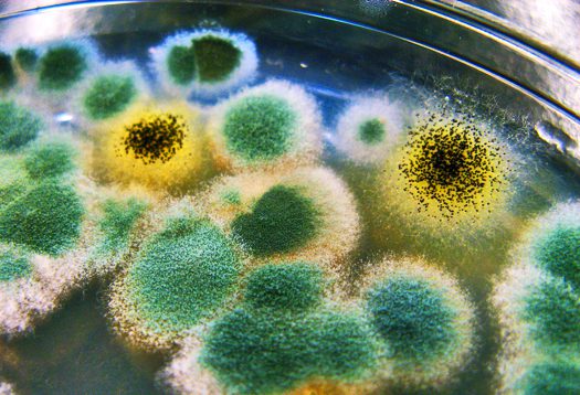 Bacterial Infections 6 Mould Samples ina petrdish