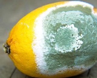 Bacterial Infections 2 Penicillin fungus on a lemon