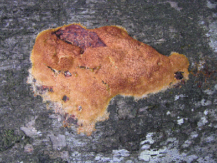 Good or Bad Fungi 4 SlimeMouldTurningBrown
