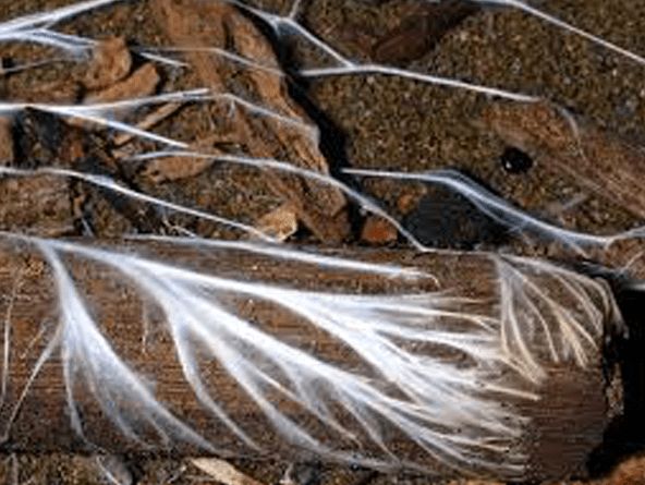 myycelium