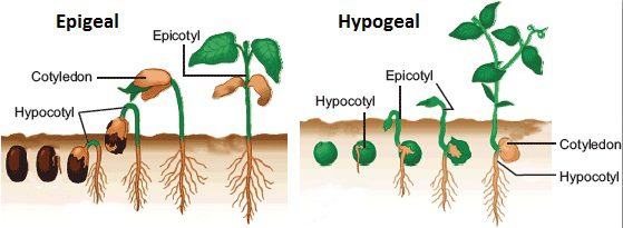 Good or Bad Fungi 6 seed germination