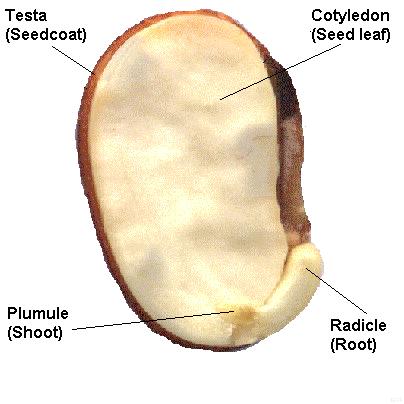 Good or Bad Fungi 5 seed structure