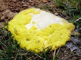 Good or Bad Fungi 3 slime mound