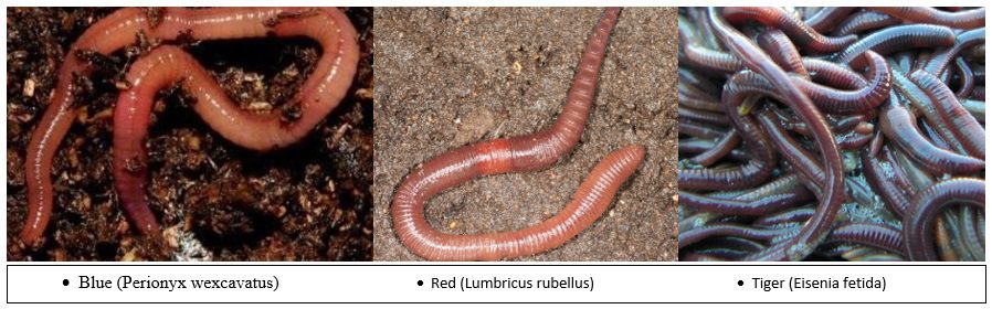 Worms are not all the same! 2 Three Types of Commercial Worms