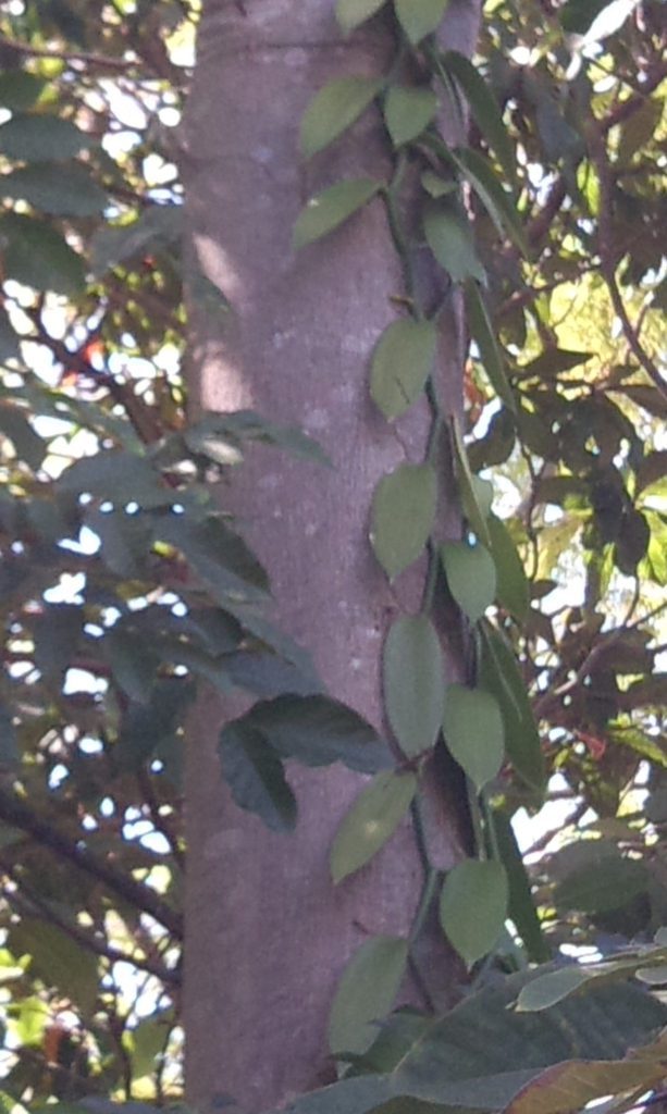 You would like to reduce your waste – wouldn’t you! 3 Vanilla-Vine-growing-up-a-tree