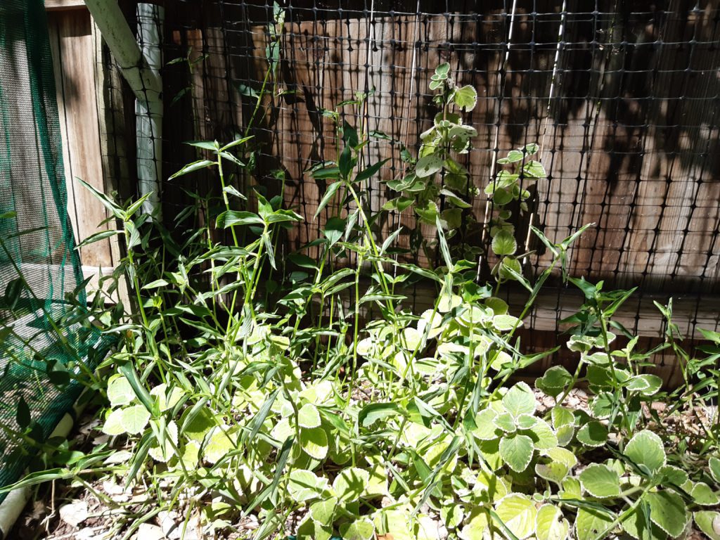 Composting Scurvy Weed (Wandering Dew) 1 scurvy weed growing up trellis