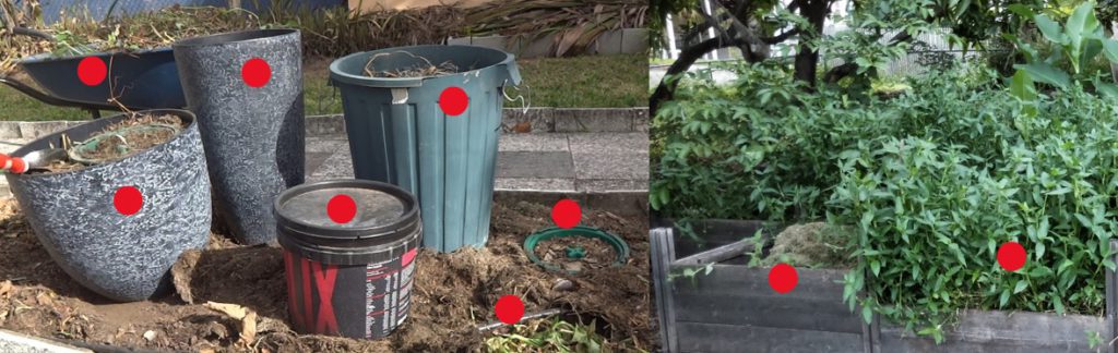 Composting Scurvy Weed (Wandering Dew) 18 5 methods to compost scurvy weed