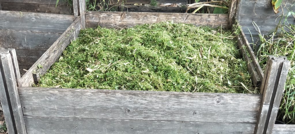 Composting Scurvy Weed (Wandering Dew) 16 Bay compost system composting with grass clippings
