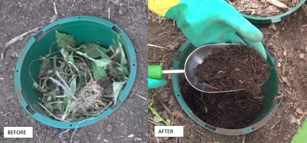Composting Scurvy Weed (Wandering Dew) 8 composting scurvy weed in a compot