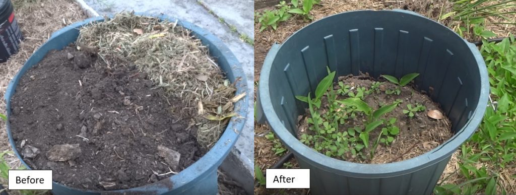 Composting Scurvy Weed (Wandering Dew) 13 Showing before and after results of composting scurvy weed