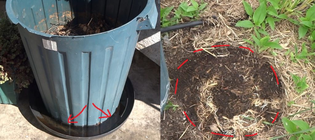 Composting Scurvy Weed (Wandering Dew) 11 Bin with Juice and wet soil below bin
