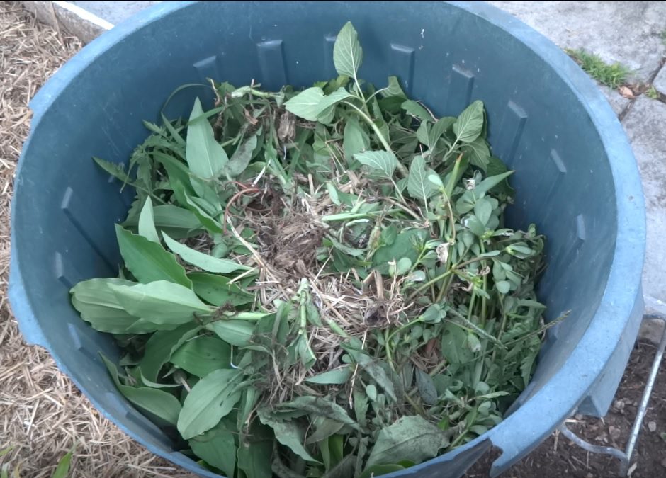 Composting Scurvy Weed (Wandering Dew) 12 Scurvy weed in a rubbish bin