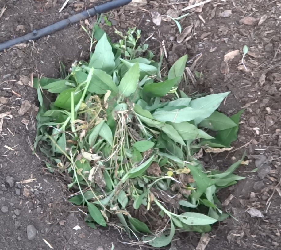 Composting Scurvy Weed (Wandering Dew) 3 burying scurvy weed in the ground