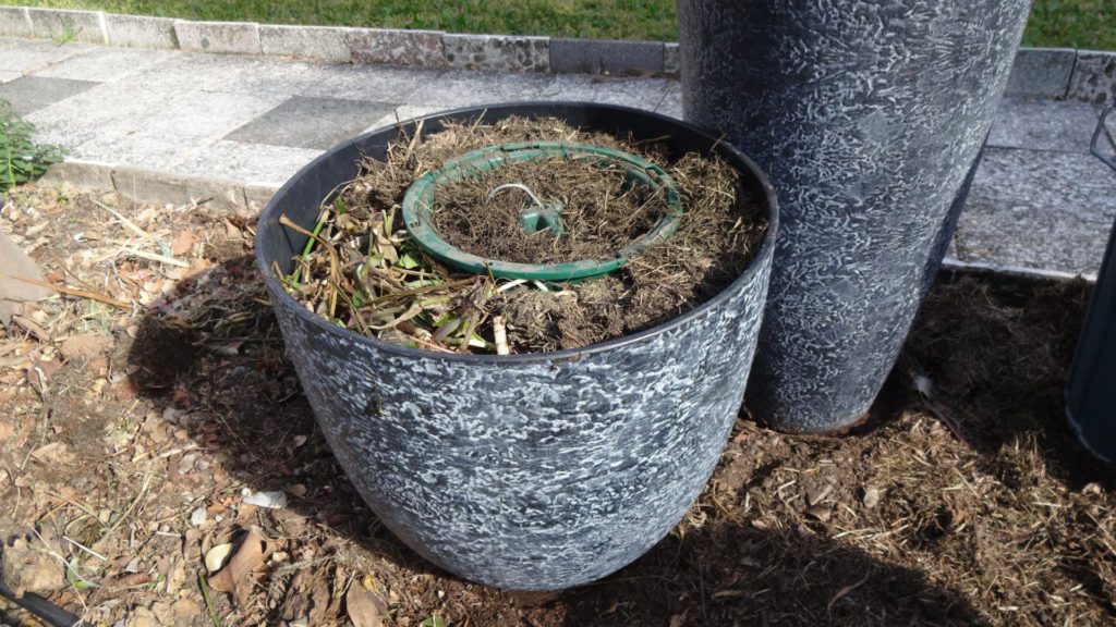 Composting Scurvy Weed (Wandering Dew) 17 eco-eze Compot inside a planter pot for fast easy composting