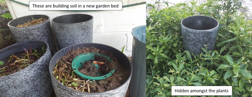 Composting Scurvy Weed (Wandering Dew) 14 Above ground methods of composting