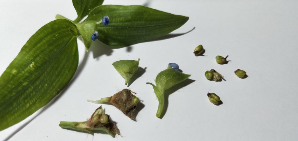 Composting Scurvy Weed (Wandering Dew) 4 scurvy plant and seed pods