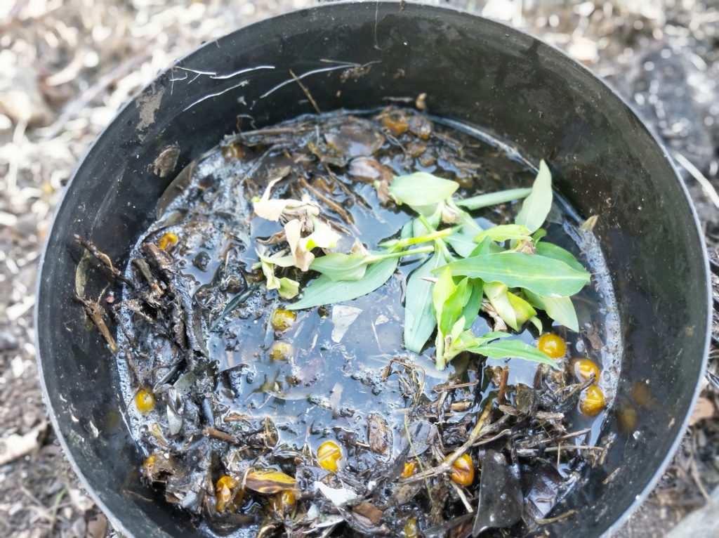 Composting Scurvy Weed (Wandering Dew) 6 Composting seeds