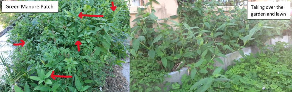 Composting Scurvy Weed (Wandering Dew) 2 scurvy weed taking over garden