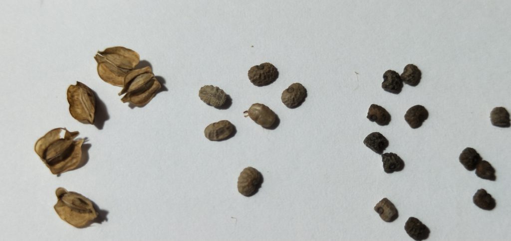 Composting Scurvy Weed (Wandering Dew) 5 scurvy seeds