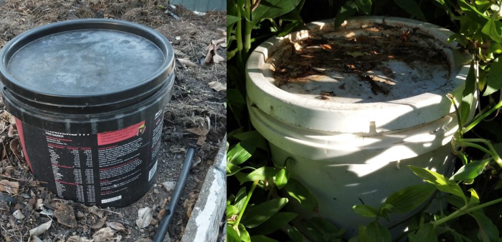 Composting Scurvy Weed (Wandering Dew) 7 Small Containers to hold water and weed seeds