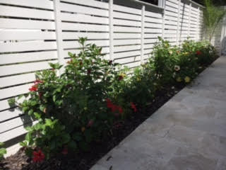 Reviews 2 Hibiscus Tree