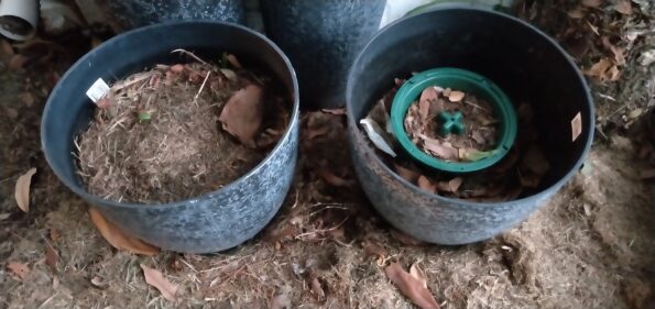 Compost Dog Waste at Home Compost Dog Waste at Home