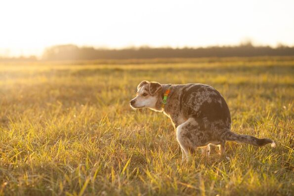 8 Ways to Compost Dog Waste at Home 3 Dog_pooping_in_a_field
